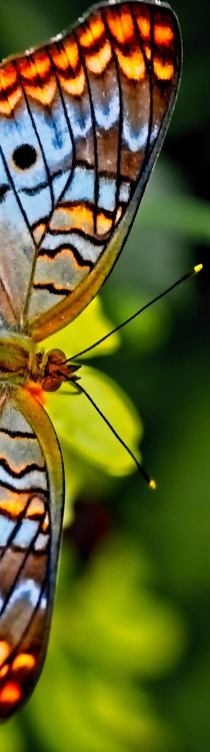 Colorful butterfly with flowers in the background